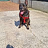 dog, brindle, red_harness, sitting, tongue_out, sunlight, shadow, photographer_shadow, concrete, fence, urban, outdoor, pet, canine, happy, ears_up, daytime, smiling, background, wall