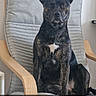 dog, brindle, sitting, chair, wooden_furniture, cushion, indoor, pet, looking_at_camera, ears_up, alert, fur, portrait, domestic_animal, furniture, minimalist, home, cute, animal, companion