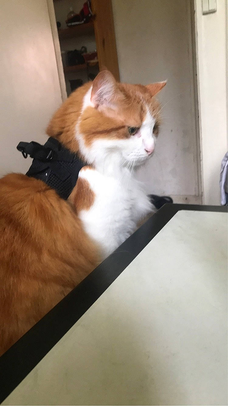 Arrow a rejoint le concours — aidez-le/la à gagner de superbes lots ! box, carnivore, cat, comfort, domestic_short_haired_cat, fawn, felidae, flooring, fur, hardwood, room, small_to_medium_sized_cats, snout, tail, whiskers, window, wood