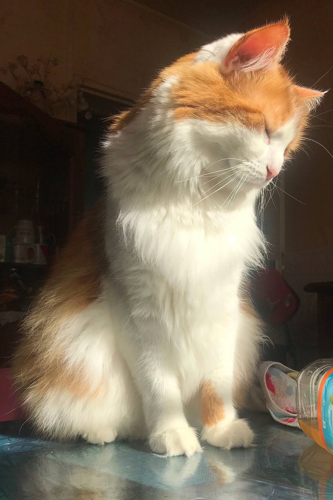 Arrow a rejoint le concours — aidez-le/la à gagner de superbes lots ! carnivore, cat, claw, domestic_short_haired_cat, eye, fawn, felidae, foot, fur, human_leg, paw, sitting, small_to_medium_sized_cats, snout, tail, whiskers, window, wood