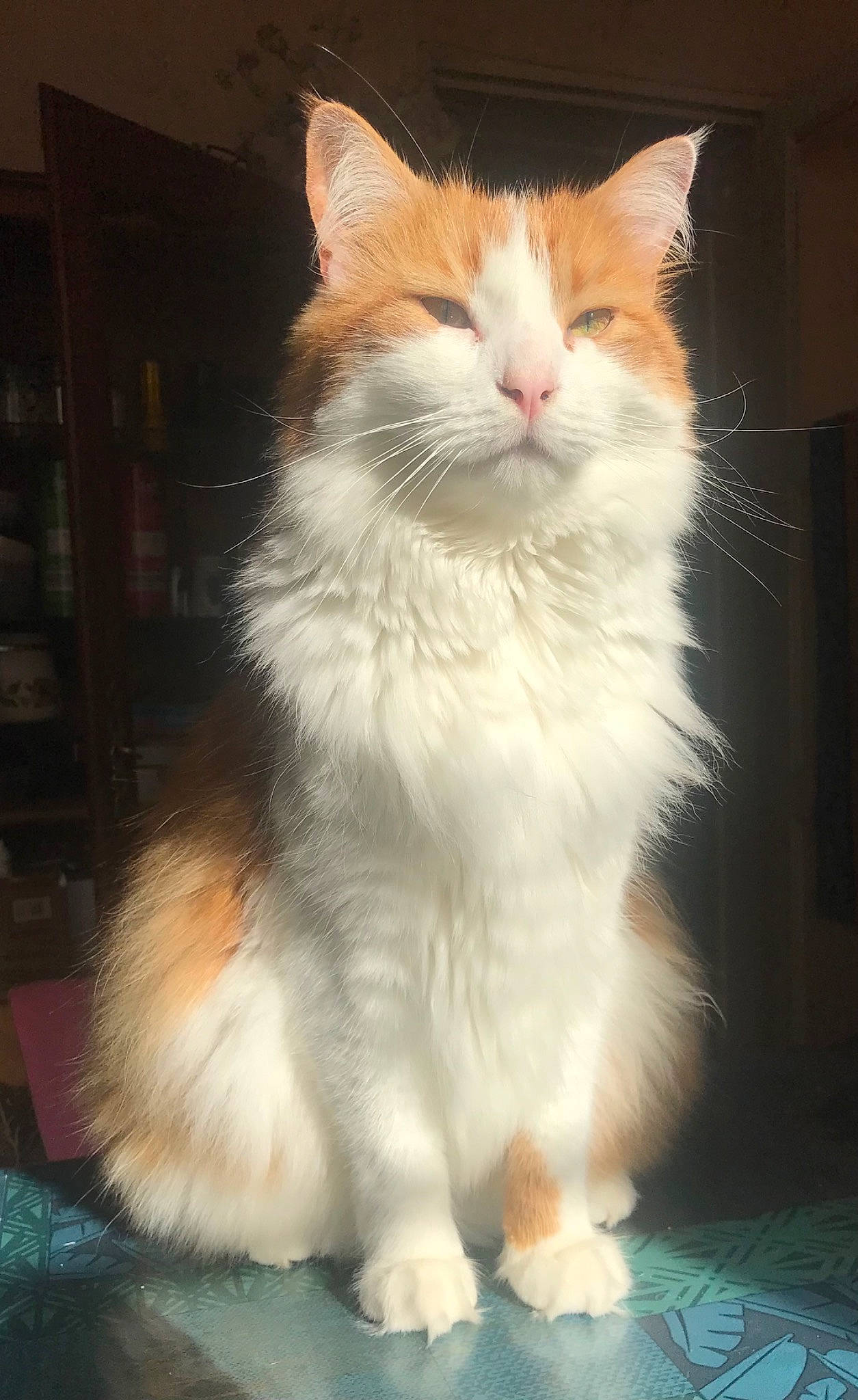 Arrow a rejoint le concours — aidez-le/la à gagner de superbes lots ! box, carnivore, cat, domestic_short_haired_cat, fawn, felidae, fur, paw, sitting, small_to_medium_sized_cats, snout, tail, terrestrial_animal, whiskers, window