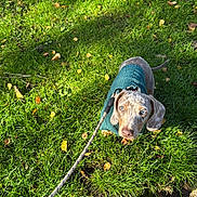 Dobby is registered to the contest to win money with this photo: dog, leash, grass, outdoor, pet, sweater, autumn, leaves, sunlight, greenery, nature, cute, animal, canine, walking, playful, moss, rock, daylight, curious