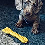puppy, dog, carpet, toy, yellow_toy, pet, animal, cute, indoor, floor, fur, ears, brown_spots, young_dog, looking_up, paw, snout, domestic_animal, playful, companion