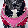 Bella is registered to the contest to win money with this photo: dog, black_dog, snow, winter, outdoor, pet, canine, animal, fur, cold, snowflakes, clothing, sweater, standing, front_view, ears, nose, paws, portrait, cute
