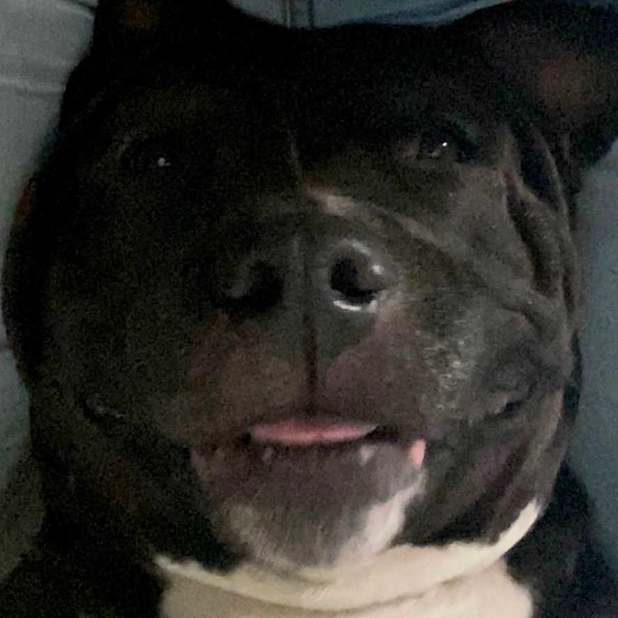 Bella