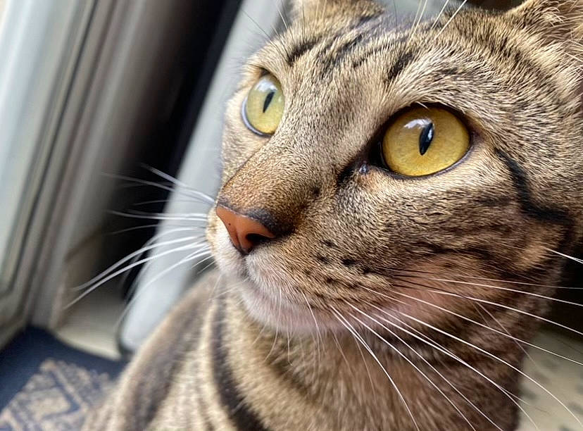 Boba Fett is registered to the contest to win money with this photo: carnivore, cat, domestic_short_haired_cat, ear, felidae, fur, mammal, small_to_medium_sized_cats, snout, terrestrial_animal, vertebrate, whiskers, wildlife, window