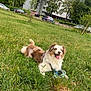 Tessy participe au concours pour gagner de l'argent avec cette photo : dog, grass, toy, park, outdoor, greenery, building, trees, pet, animal, playful, happy, tongue_out, nature, summer, daytime, canine, leisure, urban, field
