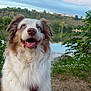 dog, blue_eyes, fluffy, happy, outdoor, lake, water, grass, nature, trees, sky, clouds, hill, house, pet, canine, smiling, fur, sitting, daylight