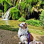 dog, waterfall, nature, greenery, outdoor, leash, path, rocks, fur, canine, pond, trees, grass, sunlight, scenic, moss, bushes, animal, pet, forest