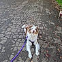 dog, leash, pavement, outdoor, animal, canine, blue_eyes, fur, pet, walk, nature, sidewalk, park, daytime, two_dogs, curious, obedient, small_dog, background, leaves