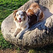 Tessy participe au concours pour gagner de l'argent avec cette photo : dog, outdoor, park, grass, stone_chair, sunlight, trees, happy, pet, animal, nature, relaxing, daytime, canine, tongue_out, fur, playful, smiling, leisure, sculpture