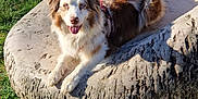 Tessy participe au concours pour gagner de l'argent avec cette photo : animal, canine, daytime, dog, fur, grass, happy, leisure, nature, outdoor, park, pet, playful, relaxing, sculpture, smiling, stone_chair, sunlight, tongue_out, trees