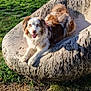 dog, outdoor, park, grass, stone_chair, sunlight, trees, happy, pet, animal, nature, relaxing, daytime, canine, tongue_out, fur, playful, smiling, leisure, sculpture