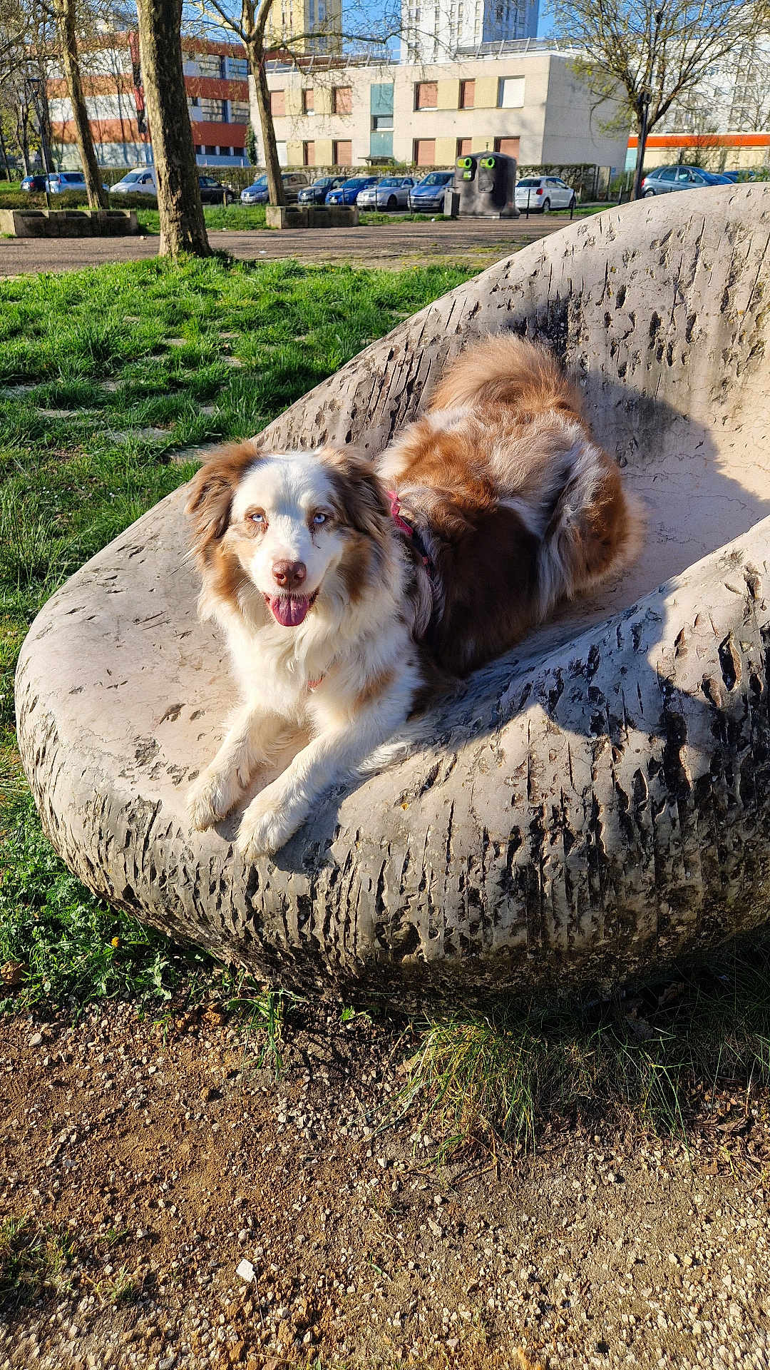 Tessy participe au concours pour gagner de l'argent avec cette photo : dog, outdoor, park, grass, stone_chair, sunlight, trees, happy, pet, animal, nature, relaxing, daytime, canine, tongue_out, fur, playful, smiling, leisure, sculpture