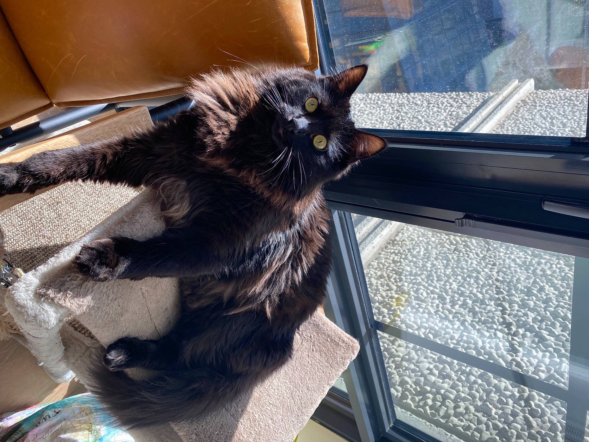 Bruce is registered to the contest to win money with this photo: auto_part, automotive_window_part, black_cat, carnivore, cat, claw, comfort, domestic_short_haired_cat, felidae, fur, glass, metal, paw, sitting, small_to_medium_sized_cats, snout, tail, whiskers, window, windshield