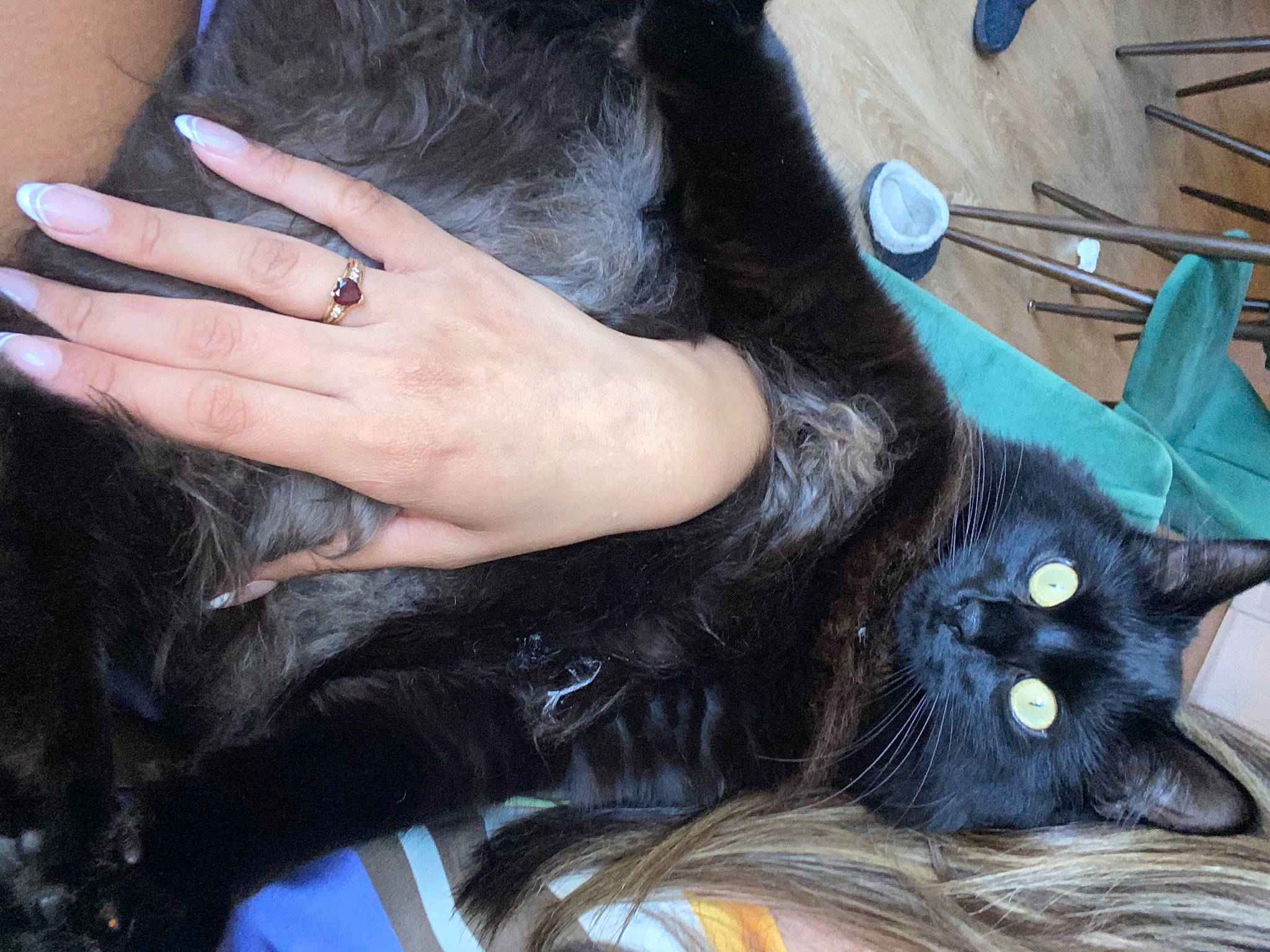 Bruce joined the competition — help win amazing prizes! black_hair, carnivore, cat, comfort, cool, ear, eyelash, felidae, finger, gesture, hand, kitchen_utensil, leather_jacket, long_hair, nail, skin, small_to_medium_sized_cats, snout, sunglasses, whiskers