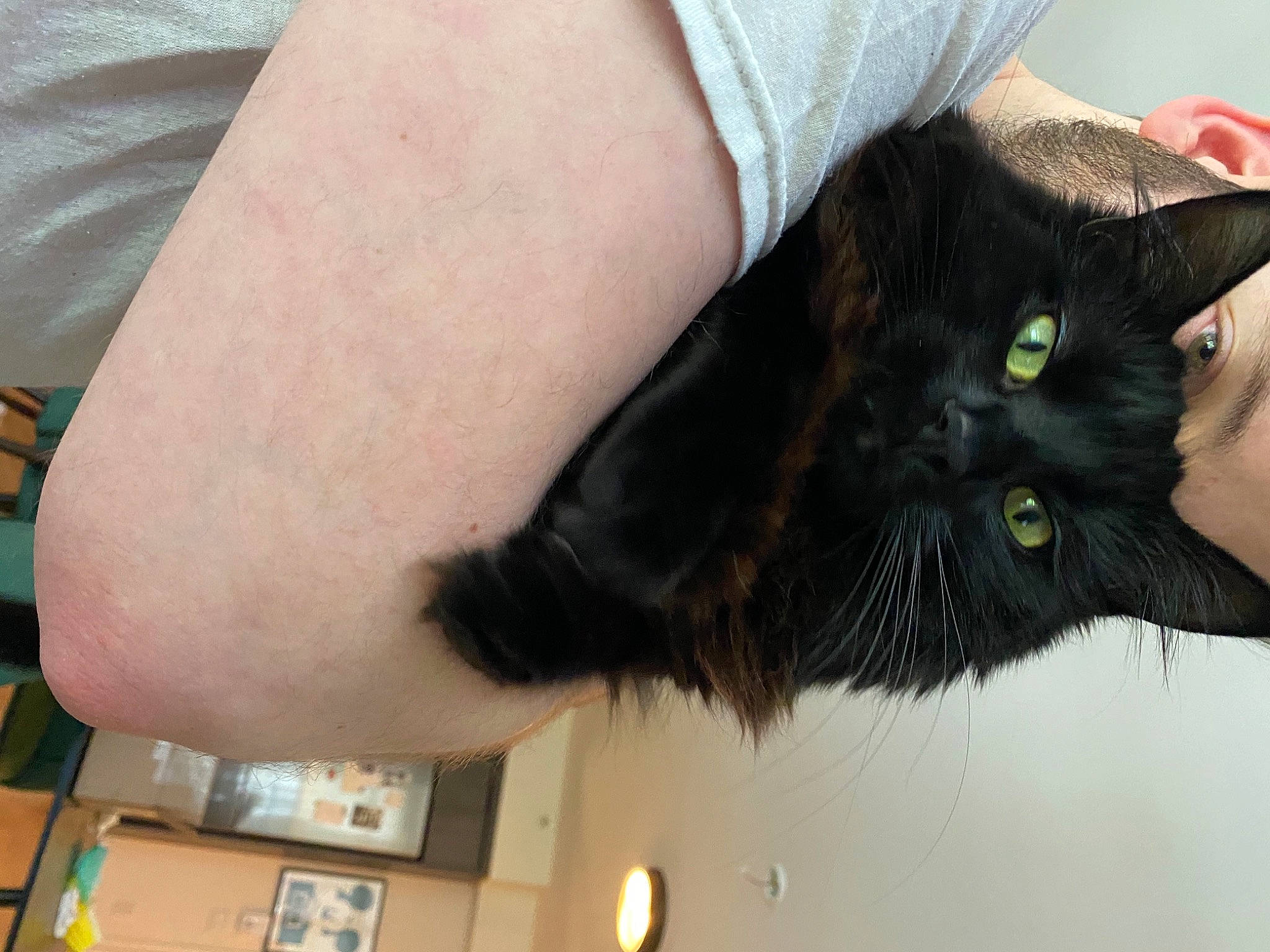 Bruce joined the competition — help win amazing prizes! black_cat, bombay, carnivore, cat, claw, domestic_short_haired_cat, elbow, felidae, finger, fur, gesture, human_leg, nail, paw, plant, small_to_medium_sized_cats, tail, whiskers, wrist