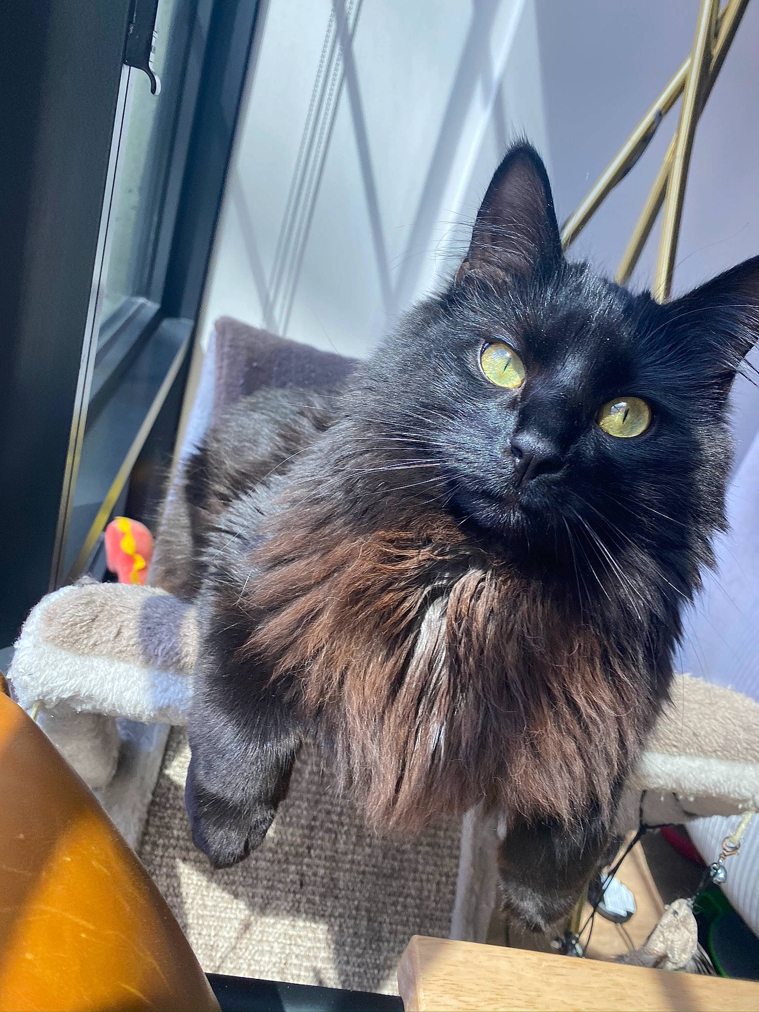 Bruce is registered to the contest to win money with this photo: black_cat, box, carnivore, cat, curtain, domestic_short_haired_cat, felidae, fur, small_to_medium_sized_cats, tail, whiskers, window