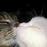 Charlie a rejoint le concours — aidez-le/la à gagner de superbes lots ! cat, close_up, whiskers, nose_touch, feline, pets, animal, fur, intimate, dark_background, two_cats, tabby_cat, white_cat, cute, affection, friendship, soft, indoor, muzzle, sleepy