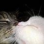 cat, close_up, whiskers, nose_touch, feline, pets, animal, fur, intimate, dark_background, two_cats, tabby_cat, white_cat, cute, affection, friendship, soft, indoor, muzzle, sleepy