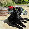 dog, black_dog, outdoor, patio, flower_pot, red_flowers, grass, soil_bag, sunlight, concrete, nature, greenery, plants, relaxing, animal, pet, summer, daytime, shaded, trees