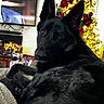 Ridge is registered to the contest to win money with this photo: dog, black_dog, christmas_tree, holiday_decor, lights, ornaments, blanket, indoor, living_room, furniture, cozy, pet, animal, relaxing, decorations, festive, celebration, home, comfort, warmth