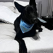Ridge joined the competition — help win amazing prizes! dog, black_dog, bed, bandana, blue_bandana, indoor, pet, animal, furniture, head_tilt, ears, curious, lying_down, cozy, room, blanket, pillow, bedroom, curtains, nightstand