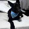 dog, black_dog, bed, bandana, blue_bandana, indoor, pet, animal, furniture, head_tilt, ears, curious, lying_down, cozy, room, blanket, pillow, bedroom, curtains, nightstand