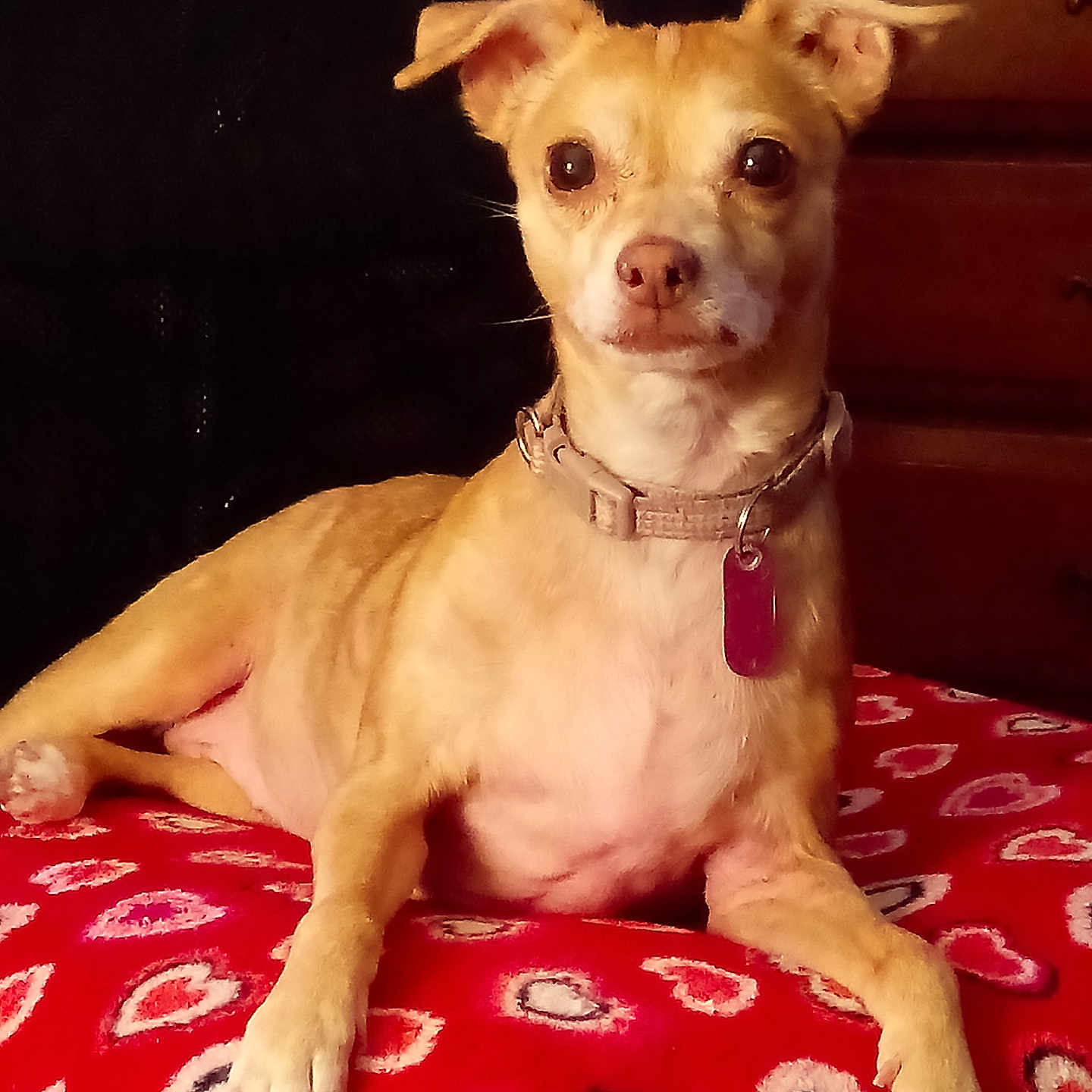 Daisy Mae is registered to the contest to win money with this photo: accessories, animal, blanket, boxer, bulldog, canine, chihuahua, collar, couch, cushion, dog, furniture, homedecor, hound, indoors, interiordesign, pet, pitbull, puppy, strap