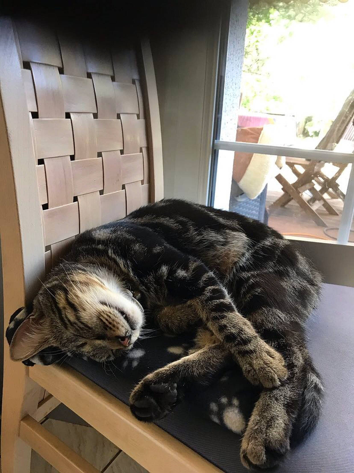 Pacha participe au concours pour gagner de l'argent avec cette photo : american_shorthair, carnivore, cat, domestic_short_haired_cat, dragon_li, european_shorthair, felidae, fur, nap, sleep, small_to_medium_sized_cats, sporting_group, tabby_cat, whiskers