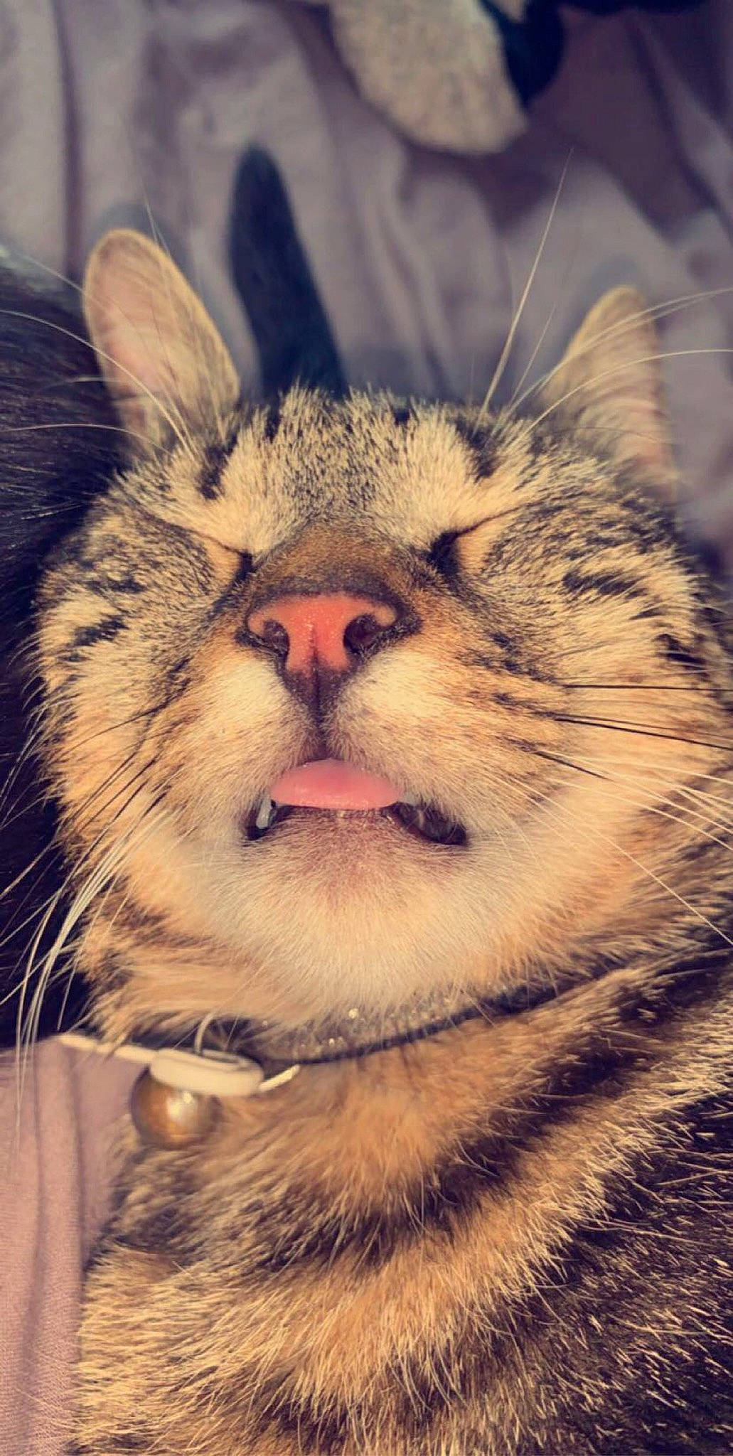 Pacha participe au concours pour gagner de l'argent avec cette photo : american_shorthair, asian, carnivore, cat, close_up, european_shorthair, eye, felidae, mammal, mouth, nose, photography, sky, small_to_medium_sized_cats, snout, tabby_cat, vertebrate, whiskers, wild_cat, wildlife