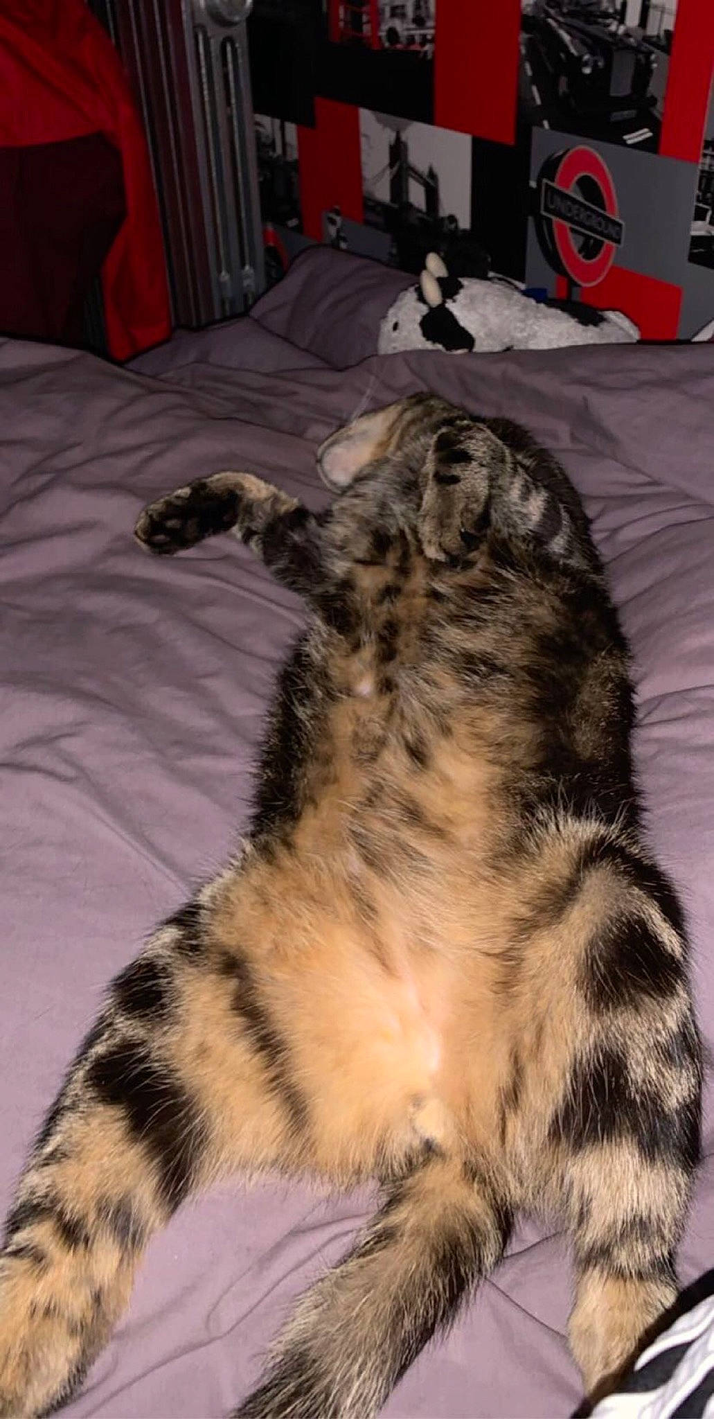 Pacha participe au concours pour gagner de l'argent avec cette photo : american_shorthair, carnivore, cat, dragon_li, european_shorthair, felidae, fur, kitten, mammal, small_to_medium_sized_cats, tabby_cat, tail, vertebrate, whiskers