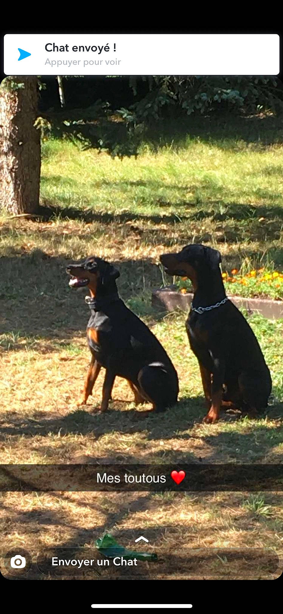 Isis a rejoint le concours — aidez-le/la à gagner de superbes lots ! austrian_black_and_tan_hound, beauceron, canidae, carnivore, dobermann, dog, dog_breed, german_pinscher, guard_dog, hunting_dog, jagdterrier, lithuanian_hound, mammal, montenegrin_mountain_hound, pinscher, polish_hunting_dog, rottweiler, transylvanian_hound, vertebrate, working_dog
