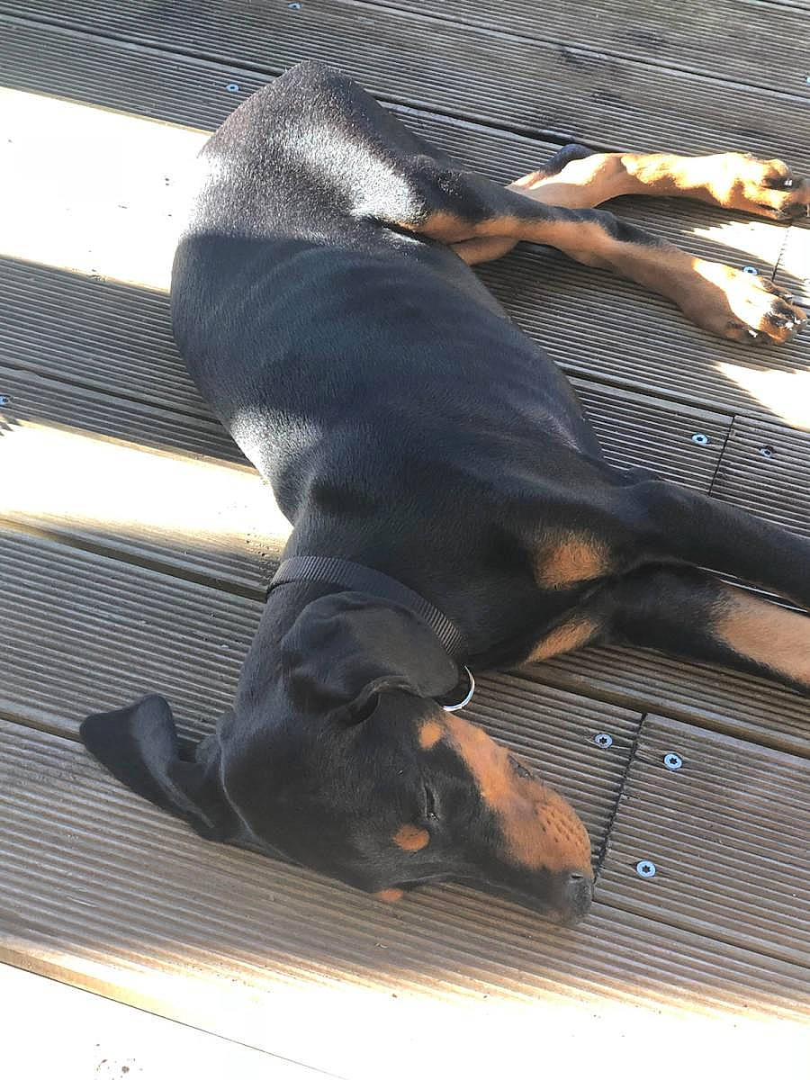 Isis participe au concours pour gagner de l'argent avec cette photo : beauceron, canidae, carnivore, dobermann, dog, dog_breed, fawn, guard_dog, rottweiler, snout, sporting_group, working_dog