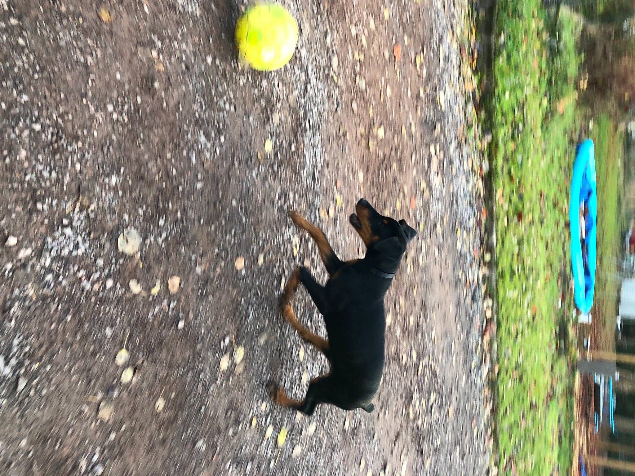 Isis a rejoint le concours — aidez-le/la à gagner de superbes lots ! black_cat, canidae, carnivore, guard_dog, organism, play