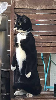 Rambo participe au concours pour gagner de l'argent avec cette photo : american_wirehair, black_and_white, black_cat, carnivore, cat, domestic_short_haired_cat, european_shorthair, felidae, formal_wear, fur, kitten, norwegian_forest_cat, polydactyl_cat, small_to_medium_sized_cats, tail, whiskers, window