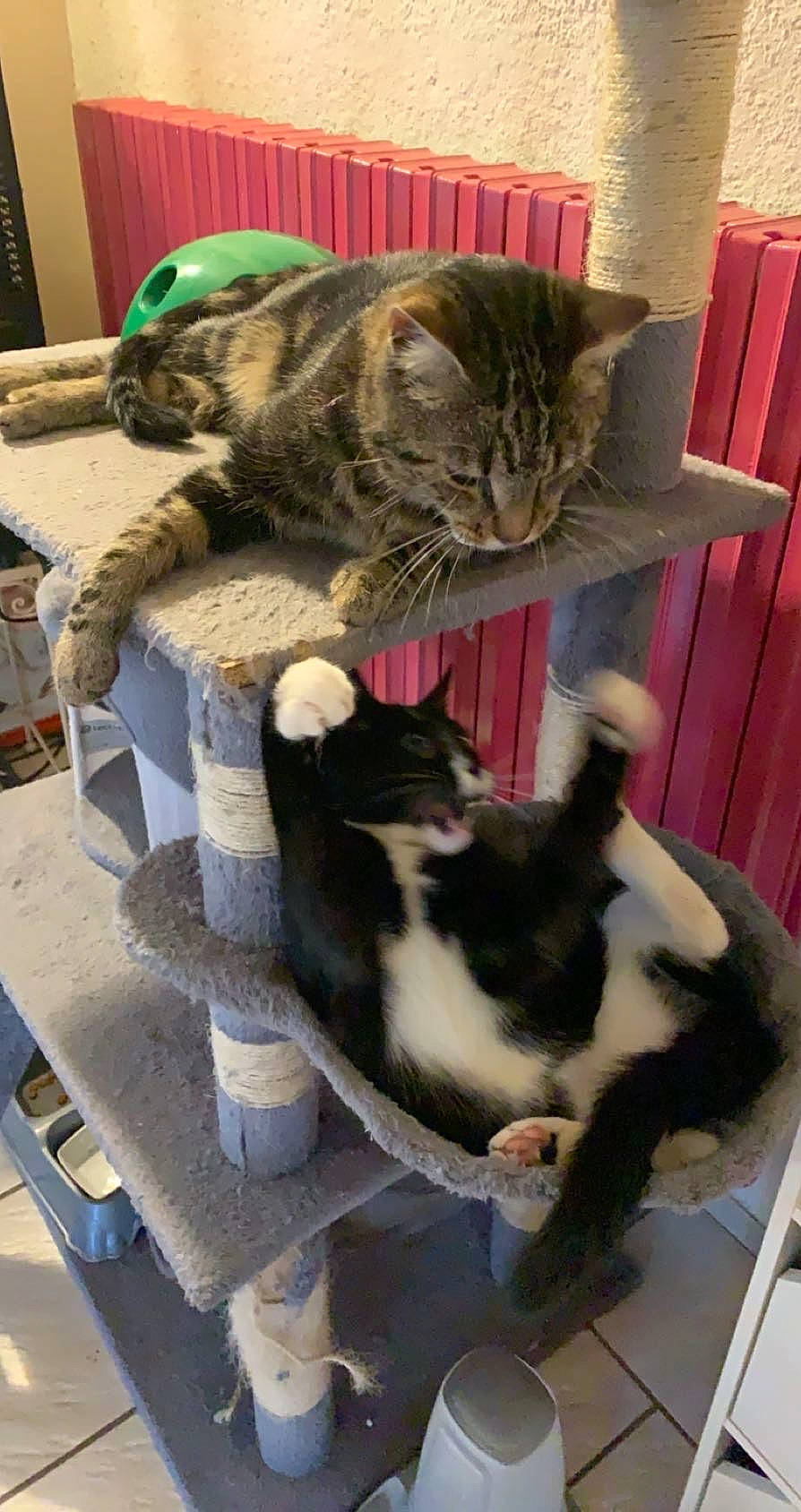 Rambo a rejoint le concours — aidez-le/la à gagner de superbes lots ! asian, carnivore, cat, domestic_short_haired_cat, dragon_li, european_shorthair, felidae, fur, kitten, polydactyl_cat, small_to_medium_sized_cats, tail, whiskers