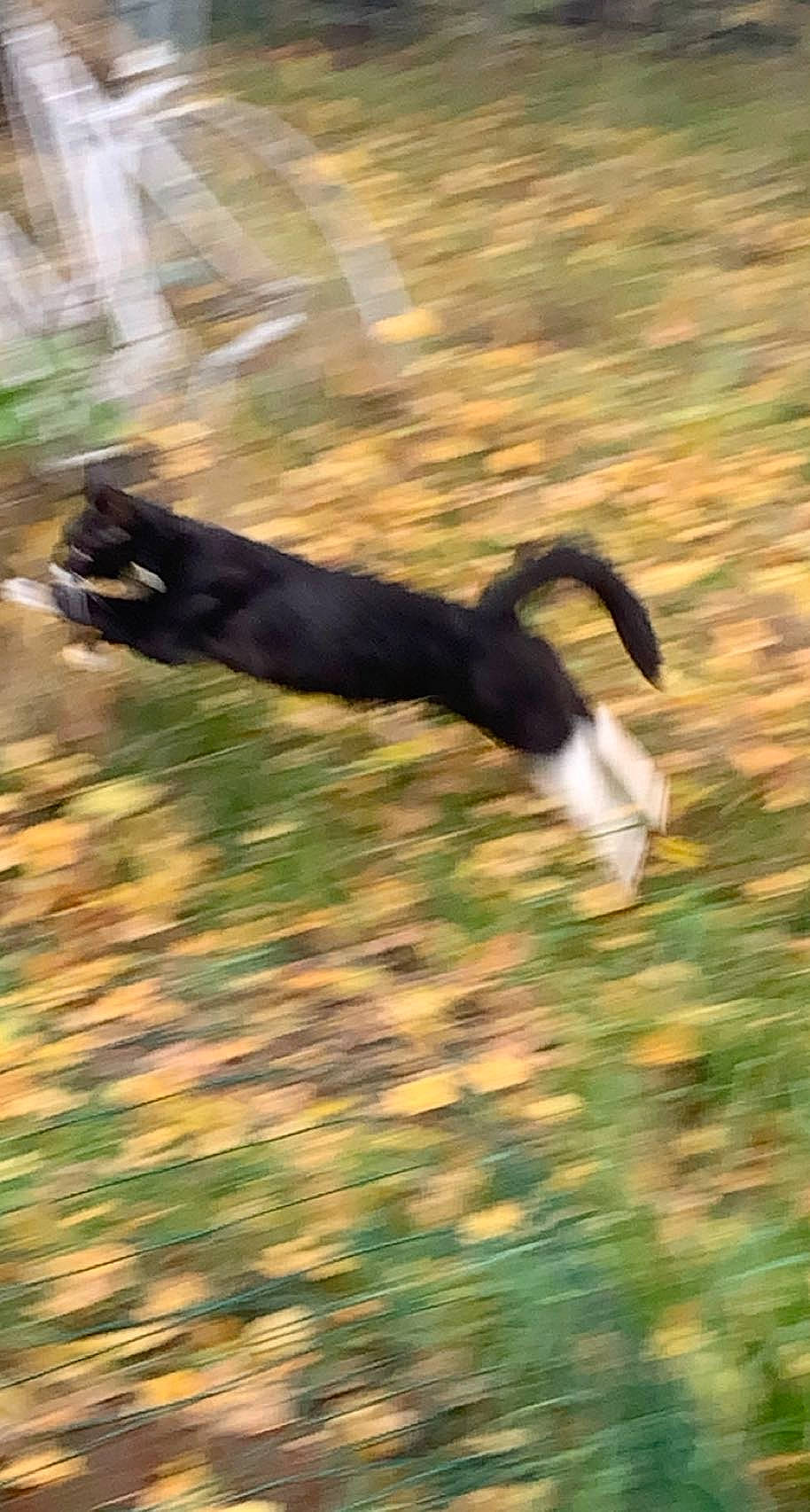 Rambo participe au concours pour gagner de l'argent avec cette photo : canidae, tail, wildlife