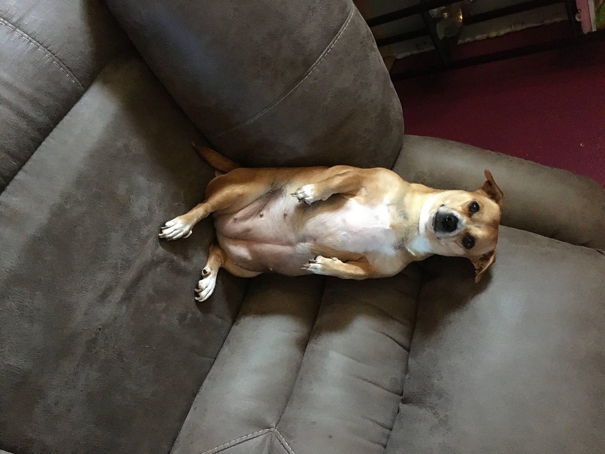 Rosie joined the competition — help win amazing prizes! canidae, carnivore, comfort, companion_dog, couch, dog, dog_breed, fawn, felidae, fur, nap, paw, puppy, snout, sporting_group, street_dog, toy_dog, whiskers, wood, working_animal