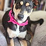 dog, pet, canine, couch, living_room, bandana, pink_bandana, heterochromia, blue_eye, brown_eye, attentive, portrait, paws, sitting, bookshelf, indoor, cozy, close_up, collar, short_hair