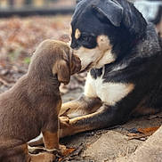 Harley And Tillie joined the competition — help win amazing prizes! dog, puppy, adult_dog, canine, nose_touch, affection, outdoors, autumn, fallen_leaves, bokeh, shallow_depth_of_field, friendship, pet, fur, portrait, sitting, ground, paw, closeup, nature
