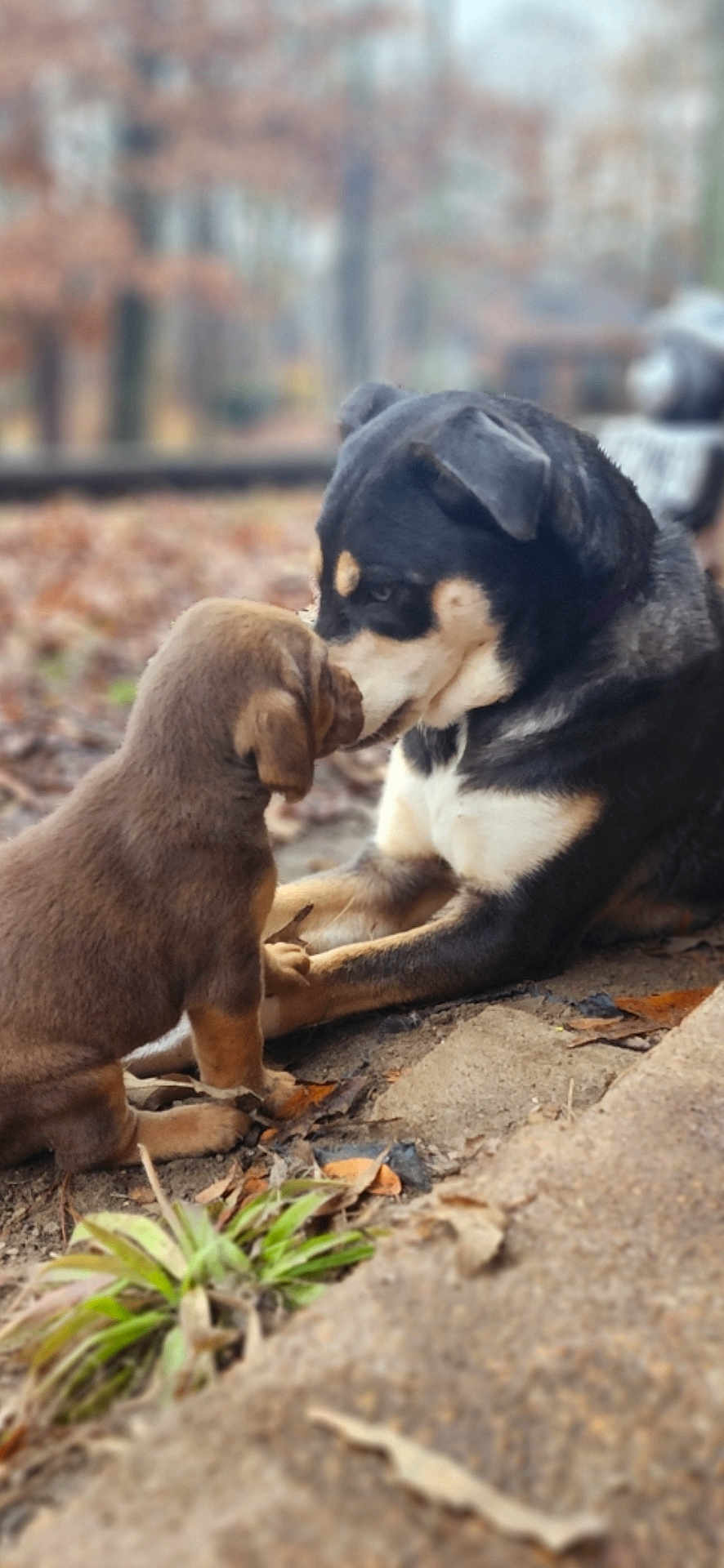 Harley And Tillie joined the competition — help win amazing prizes! dog, puppy, adult_dog, canine, nose_touch, affection, outdoors, autumn, fallen_leaves, bokeh, shallow_depth_of_field, friendship, pet, fur, portrait, sitting, ground, paw, closeup, nature