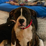 Mack joined the competition — help win amazing prizes! animal, bed, blanket, brindle, canine, cozy, cute, dog, domestic, ears, eyes, face, fur, indoor, nose, pet, puppy, red_collar, sitting, young_dog