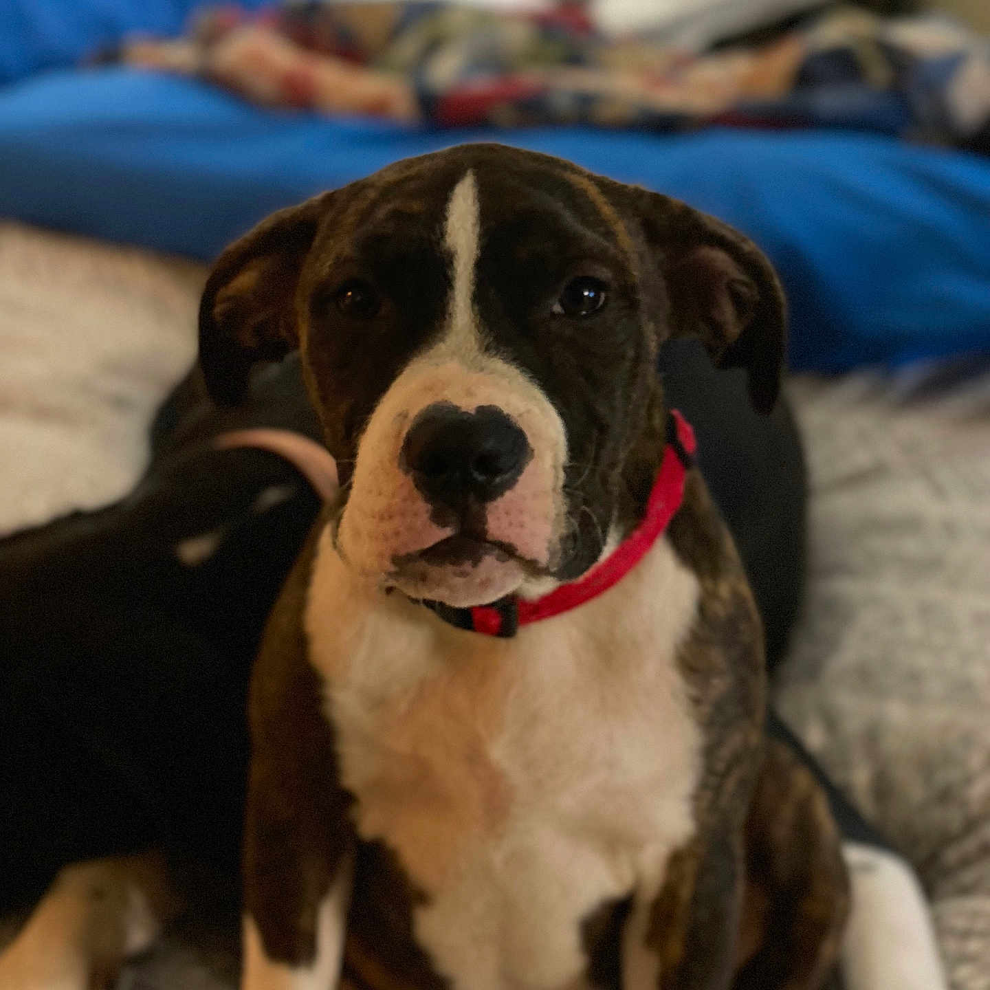 Mack