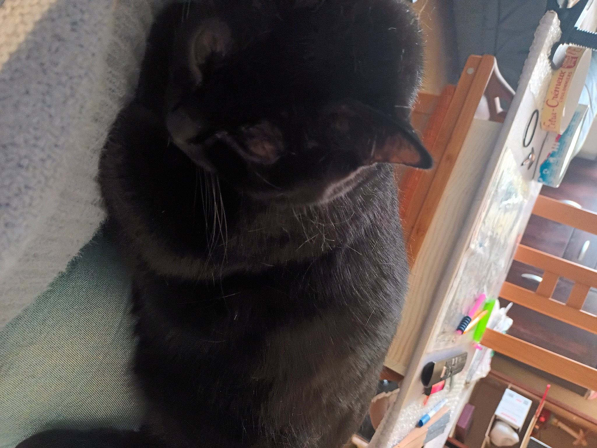 Lasca participe au concours pour gagner de l'argent avec cette photo : black_cat, bombay, carnivore, cat, cat_supply, comfort, domestic_short_haired_cat, drawer, felidae, flooring, fur, grey, hardwood, small_to_medium_sized_cats, snout, tail, terrestrial_animal, varnish, whiskers, wood