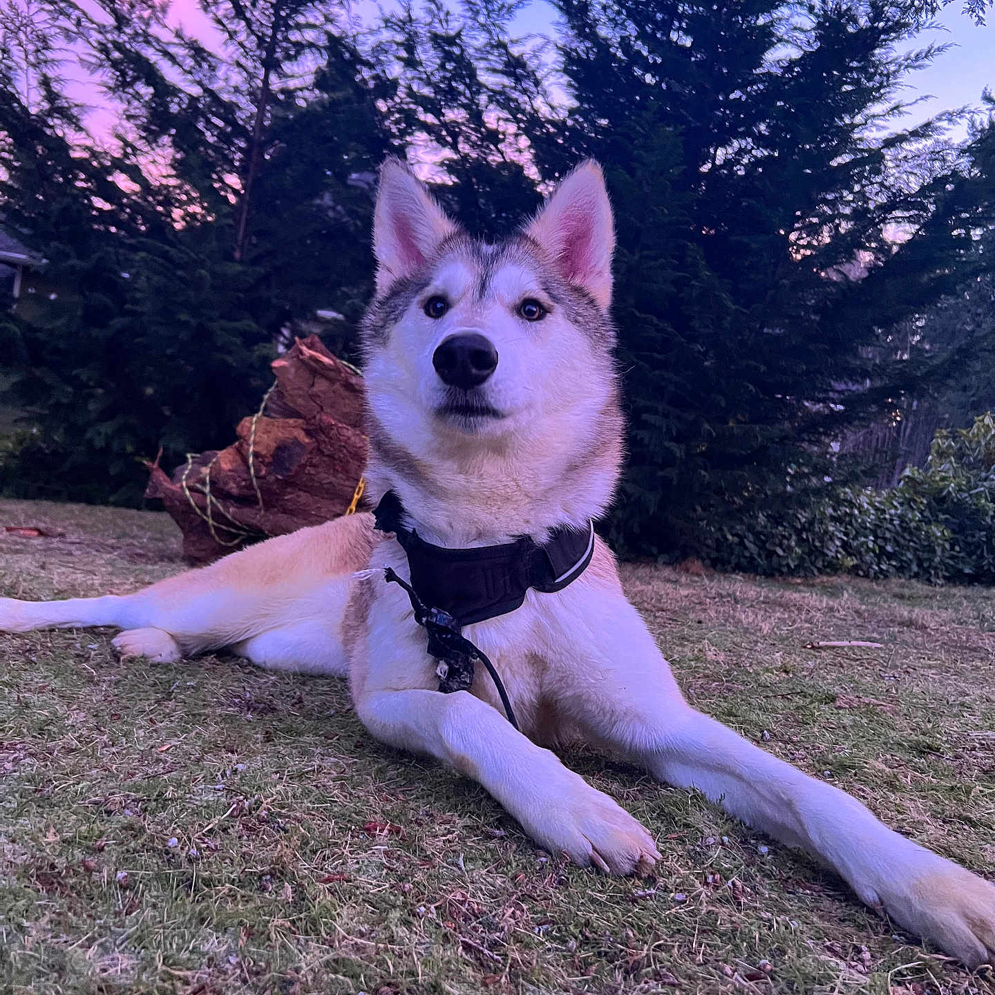 Milah joined the competition — help win amazing prizes! animal, canine, conifer, dog, grass, grove, husky, jungle, land, nature, outdoors, park, pet, plant, puppy, rock, tree, vegetation, whitedog, woodland