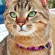 Nala a rejoint le concours — aidez-le/la à gagner de superbes lots ! cat, tabby, close_up, green_eyes, whiskers, collar, pet, animal, feline, fur, outdoor, curious, face, nose, ears, domestic_cat, portrait, young_cat, soft_texture, nature