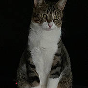 Socks is registered to the contest to win money with this photo: cat, tabby, white_fur, sitting, animal, pet, feline, whiskers, ears, eyes, portrait, dark_background, indoor, looking_away, fur_pattern, mammal, quiet, calm, cute, domestic