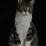 cat, tabby, white_fur, sitting, animal, pet, feline, whiskers, ears, eyes, portrait, dark_background, indoor, looking_away, fur_pattern, mammal, quiet, calm, cute, domestic