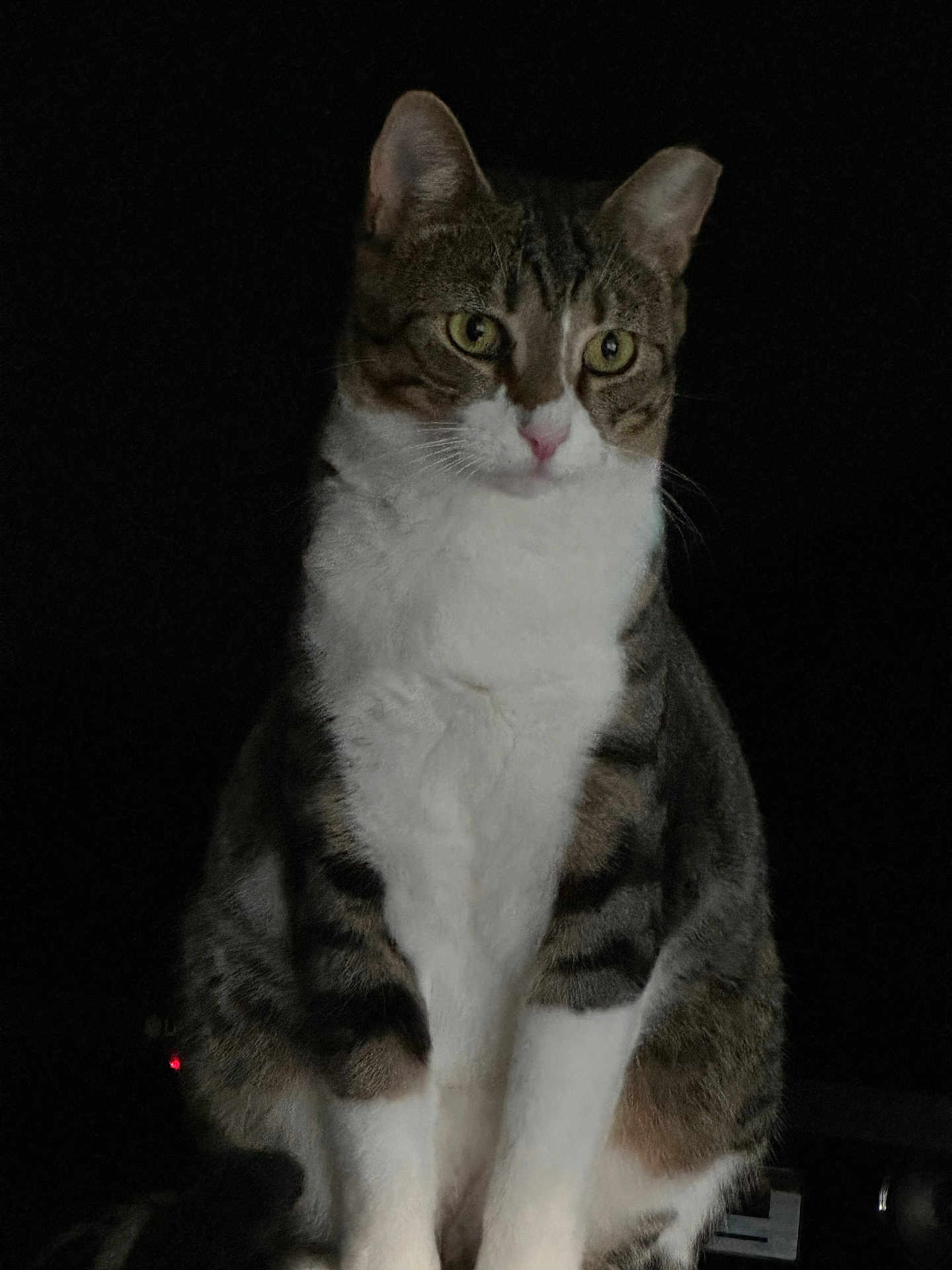 Socks is registered to the contest to win money with this photo: cat, tabby, white_fur, sitting, animal, pet, feline, whiskers, ears, eyes, portrait, dark_background, indoor, looking_away, fur_pattern, mammal, quiet, calm, cute, domestic